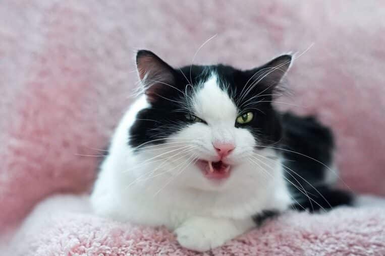 猫が後ろ足で蹴る理由!威嚇?遊び?状況別の解釈 1 e78cabe3818ce5be8ce3828de8b6b3e381a7e8b9b4e3828be79086e794b1efbc81e5a881e59a87efbc9fe9818ae381b3efbc9fe78ab6e6b381e588a5e381aee8a7a3