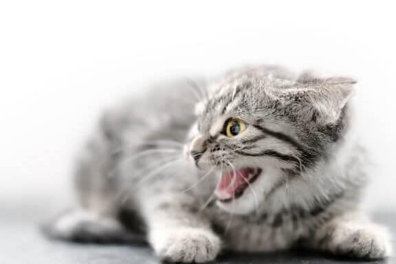 猫が怒る姿も可愛い!猫の怒りの表現方法 1 e78cabe3818ce68092e3828be5a7bfe38282e58fafe6849be38184efbc81e78cabe381aee68092e3828ae381aee8a1a8e78fbee696b9e6b395