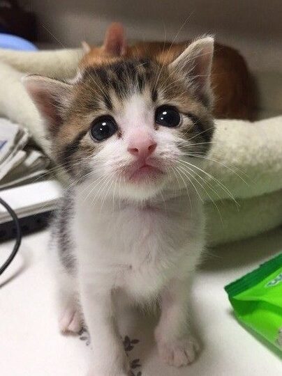 猫が急に甘えるようになった!考えられる原因 1 e78cabe3818ce680a5e381abe79498e38188e3828be38288e38186e381abe381aae381a3e3819fefbc81e88083e38188e38289e3828ce3828be58e9fe59ba0