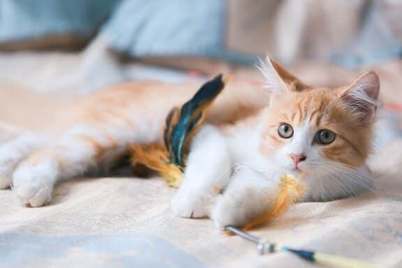 猫が急に甘える理由!病気の可能性も? 1 e78cabe3818ce680a5e381abe79498e38188e3828be79086e794b1efbc81e79785e6b097e381aee58fafe883bde680a7e38282efbc9f