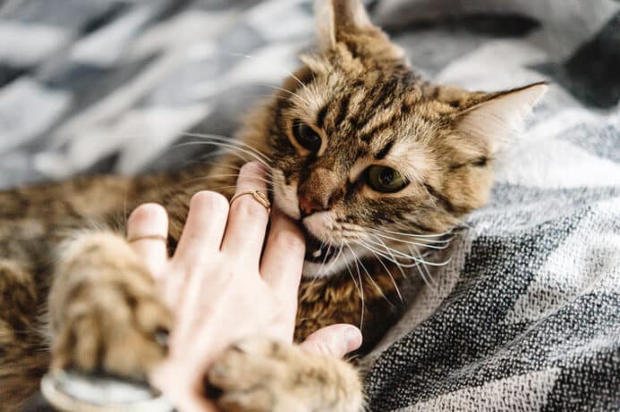 猫が朝甘える理由!猫の気持ちと飼い主さんの反応 5 e78cabe3818ce69c9de79498e38188e3828be79086e794b1efbc81e78cabe381aee6b097e68c81e381a1e381a8e9a3bce38184e4b8bbe38195e38293e381aee58f8d