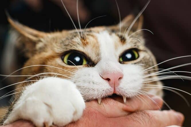 猫が本気で噛むのはどんな時?猫の気持ちを読み取ろう 5 e78cabe3818ce69cace6b097e381a7e5999be38280e381aee381afe381a9e38293e381aae69982efbc9fe78cabe381aee6b097e68c81e381a1e38292e8aaade381bf