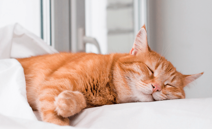 猫が死ぬときに見せるサインとは?看取り方と心の準備 5 e78cabe3818ce6adbbe381ace381a8e3818de381abe8a68be3819be3828be382b5e382a4e383b3e381a8e381afefbc9fe79c8be58f96e3828ae696b9e381a8e5bf83