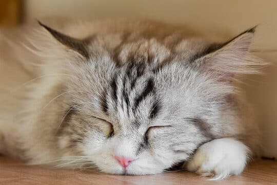 猫が毎日くしゃみをする…考えられる原因と対処法 5 e78cabe3818ce6af8ee697a5e3818fe38197e38283e381bfe38292e38199e3828be88083e38188e38289e3828ce3828be58e9fe59ba0e381a8e5afbee587a6