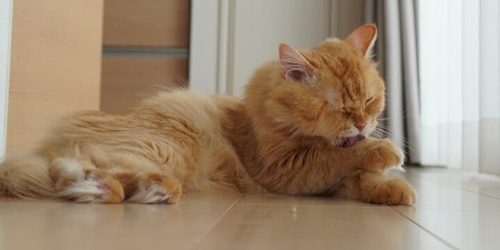 猫が毛づくろいをする理由!リラックス効果と健康管理 5 e78cabe3818ce6af9be381a5e3818fe3828de38184e38292e38199e3828be79086e794b1efbc81e383aae383a9e38383e382afe382b9e58ab9e69e9ce381a8e581a5