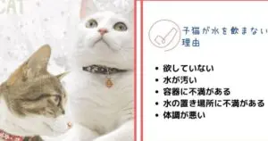 猫が水を飲まない!何日飲まないと危険? 5 猫が水を飲まない!何日飲まないと危険?