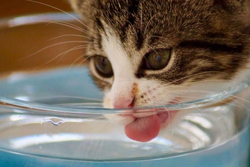猫が水を飲まない!原因と対処法、病気の可能性は? 5 e78cabe3818ce6b0b4e38292e9a3b2e381bee381aae38184efbc81e58e9fe59ba0e381a8e5afbee587a6e6b395e38081e79785e6b097e381aee58fafe883bde680a7