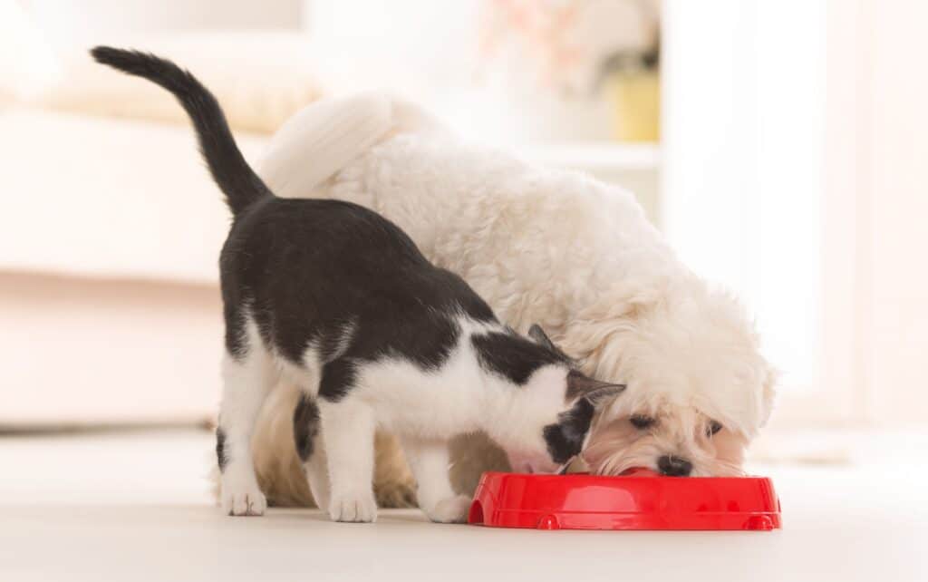 猫が犬の餌を食べるのはなぜ?その危険性と対策 5 e78cabe3818ce78aace381aee9a48ce38292e9a39fe381b9e3828be381aee381afe381aae3819cefbc9fe3819de381aee58db1e999bae680a7e381a8e5afbee7ad96