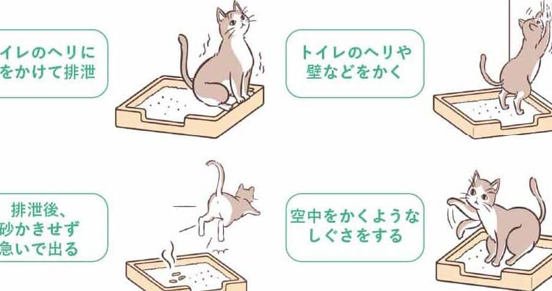 猫が粗相をする原因と対策!トイレ環境を見直そう 1 e78cabe3818ce7b297e79bb8e38292e38199e3828be58e9fe59ba0e381a8e5afbee7ad96efbc81e38388e382a4e383ace792b0e5a283e38292e8a68be79bb4e3819d