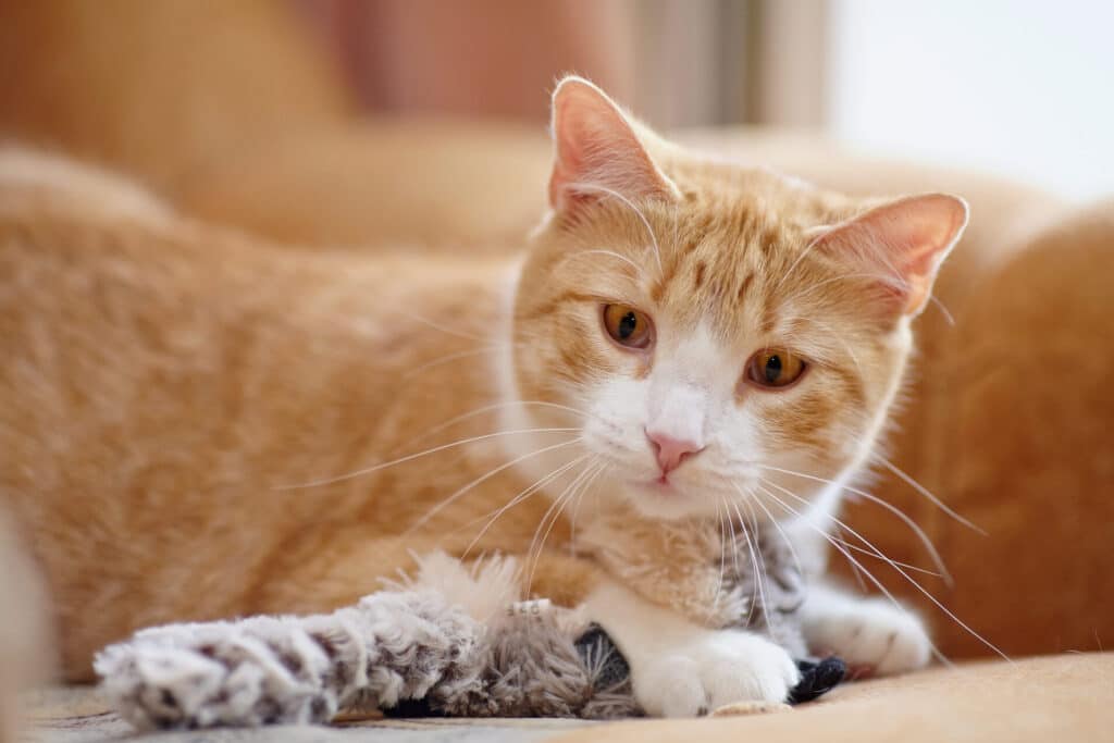猫が見上げる仕草!その意味と猫の気持ち 5 e78cabe3818ce8a68be4b88ae38192e3828be4bb95e88d89efbc81e3819de381aee6848fe591b3e381a8e78cabe381aee6b097e68c81e381a1