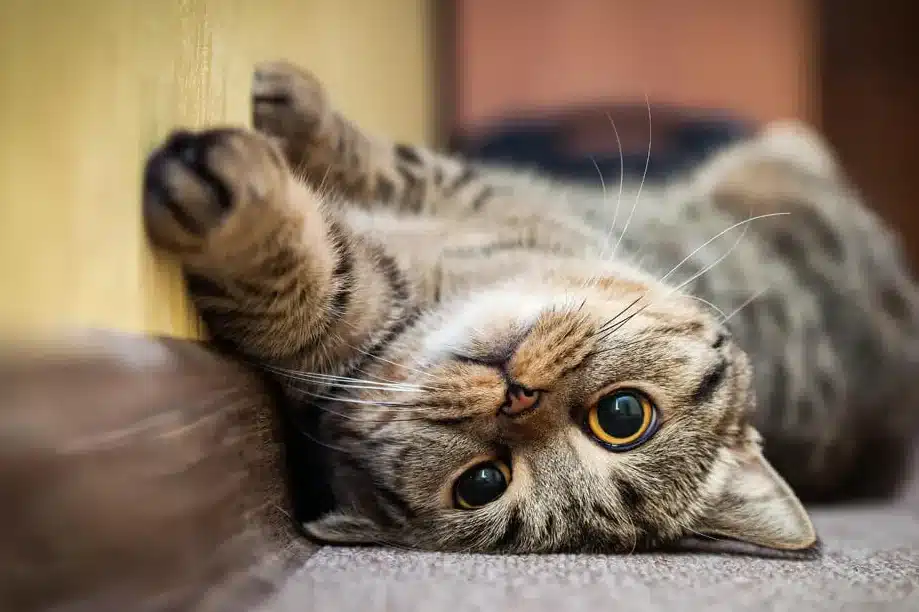 猫が触ると鳴く理由!甘え?警戒? 5 e78cabe3818ce8a7a6e3828be381a8e9b3b4e3818fe79086e794b1efbc81e79498e38188efbc9fe8ada6e68892efbc9f