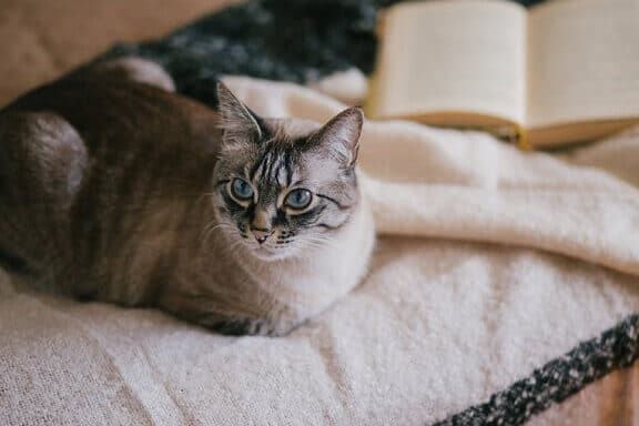 猫が近くで横になる心理!あなたへの信頼の証? 1 e78cabe3818ce8bf91e3818fe381a7e6a8aae381abe381aae3828be5bf83e79086efbc81e38182e381aae3819fe381b8e381aee4bfa1e9a0bce381aee8a8bcefbc9f