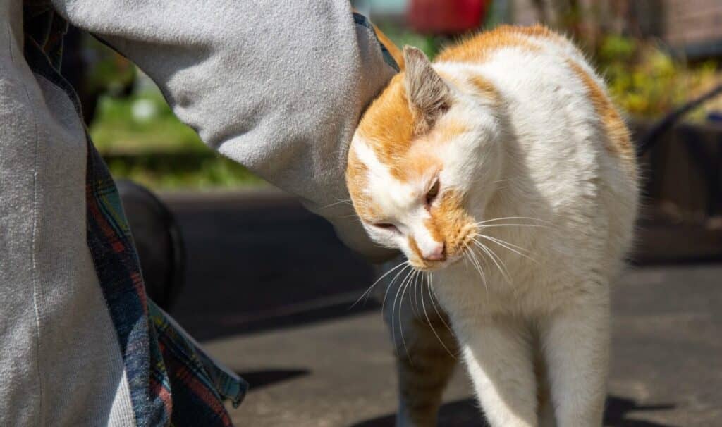 猫が頭を押し付けてくる理由: 甘えたい気持ちの表れ? 5 e78cabe3818ce9a0ade38292e68abce38197e4bb98e38191e381a6e3818fe3828be79086e794b1 e79498e38188e3819fe38184e6b097e68c81e381a1e381aee8a1a8