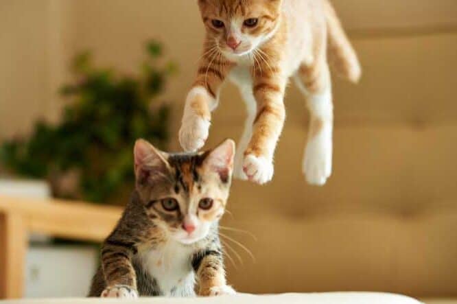 猫きゅうり:猫が驚くのはなぜ? 5 e78cabe3818de38285e38186e3828aefbc9ae78cabe3818ce9a99ae3818fe381aee381afe381aae3819cefbc9f