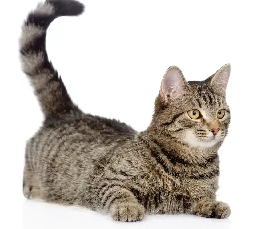 猫しっぽを振る意味とは?感情表現を読み解く 1 e78cabe38197e381a3e381bde38292e68cafe3828be6848fe591b3e381a8e381afefbc9fe6849fe68385e8a1a8e78fbee38292e8aaade381bfe8a7a3e3818f