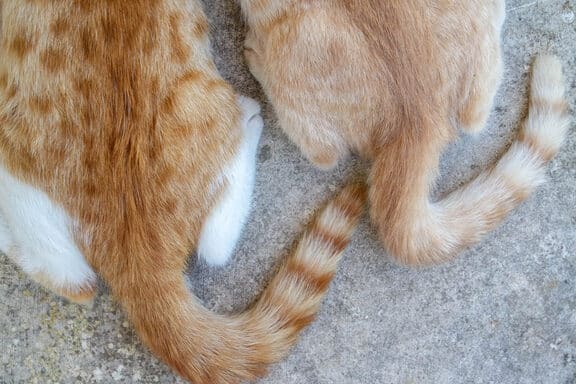 猫しっぽ小刻みに振る意味は?猫の気持ちを読み解く 5 e78cabe38197e381a3e381bde5b08fe588bbe381bfe381abe68cafe3828be6848fe591b3e381afefbc9fe78cabe381aee6b097e68c81e381a1e38292e8aaade381bf