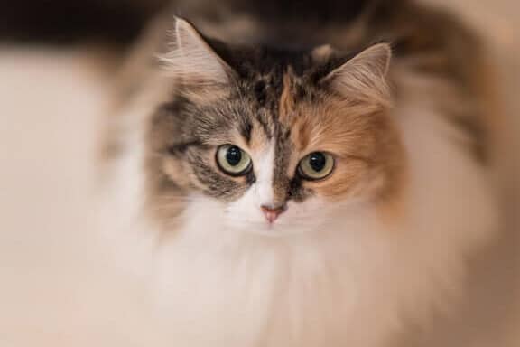 猫じっと見てくるのは何?視線の意味を読み解く 1 e78cabe38198e381a3e381a8e8a68be381a6e3818fe3828be381aee381afe4bd95efbc9fe8a696e7b79ae381aee6848fe591b3e38292e8aaade381bfe8a7a3e3818f