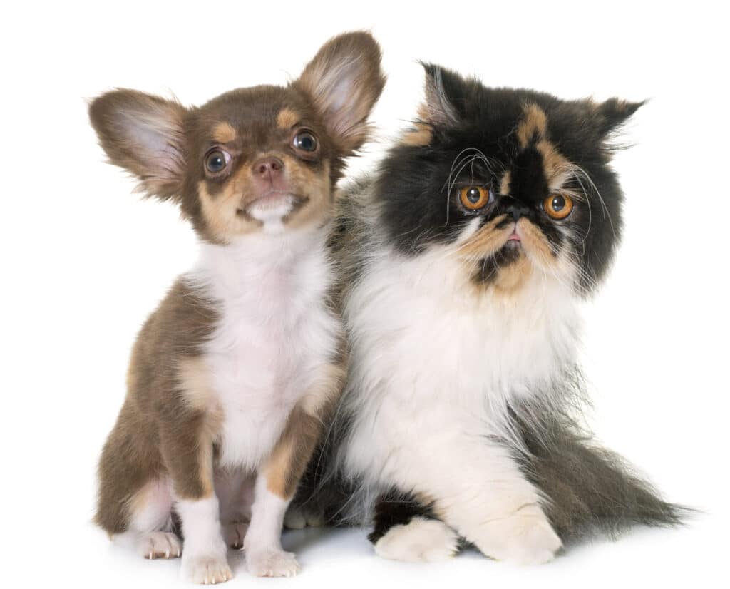 猫っぽい犬種ランキング!性格や特徴が似ている犬は? 1 e78cabe381a3e381bde38184e78aace7a8aee383a9e383b3e382ade383b3e382b0efbc81e680a7e6a0bce38284e789b9e5beb4e3818ce4bcbce381a6e38184e3828b