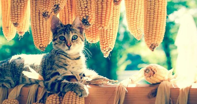 猫ととうもろこし: 与えても大丈夫?注意点とは 7 e78cabe381a8e381a8e38186e38282e3828de38193e38197 e4b88ee38188e381a6e38282e5a4a7e4b888e5a4abefbc9fe6b3a8e6848fe782b9e381a8e381af
