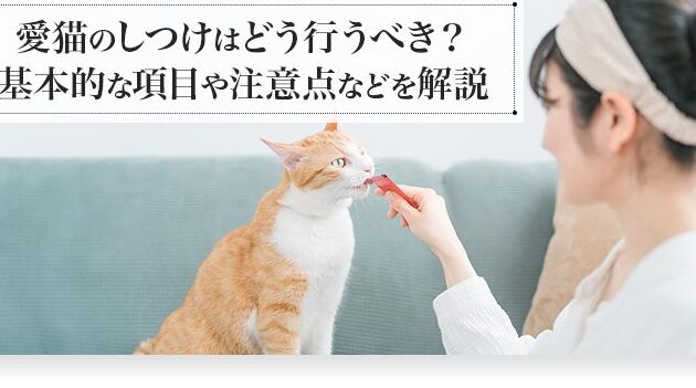 猫との暮らし!メリットとデメリット、必要な準備 1 e78cabe381a8e381aee69aaee38289e38197efbc81e383a1e383aae38383e38388e381a8e38387e383a1e383aae38383e38388e38081e5bf85e8a681e381aae6ba96