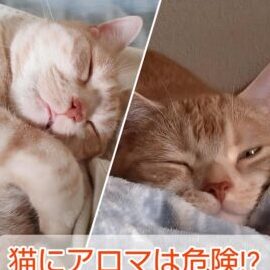 猫とアロマ:大丈夫なものと危険なもの、選び方 5 e78cabe381a8e382a2e383ade3839eefbc9ae5a4a7e4b888e5a4abe381aae38282e381aee381a8e58db1e999bae381aae38282e381aee38081e981b8e381b3e696b9