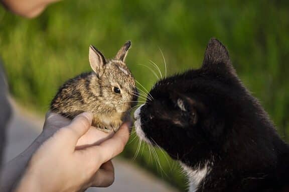 猫とウサギ:多頭飼いの注意点と仲良くさせる方法 1 e78cabe381a8e382a6e382b5e382aeefbc9ae5a49ae9a0ade9a3bce38184e381aee6b3a8e6848fe782b9e381a8e4bbb2e889afe3818fe38195e3819be3828be696b9
