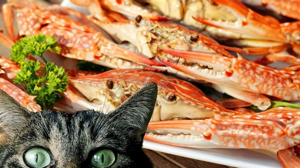 猫とカニ:猫がカニを食べても大丈夫?注意点 5 e78cabe381a8e382abe3838befbc9ae78cabe3818ce382abe3838be38292e9a39fe381b9e381a6e38282e5a4a7e4b888e5a4abefbc9fe6b3a8e6848fe782b9