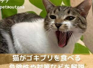 猫とゴキブリ:猫はゴキブリを食べる?駆除効果 5 e78cabe381a8e382b4e382ade38396e383aaefbc9ae78cabe381afe382b4e382ade38396e383aae38292e9a39fe381b9e3828befbc9fe9a786e999a4e58ab9e69e9c 1