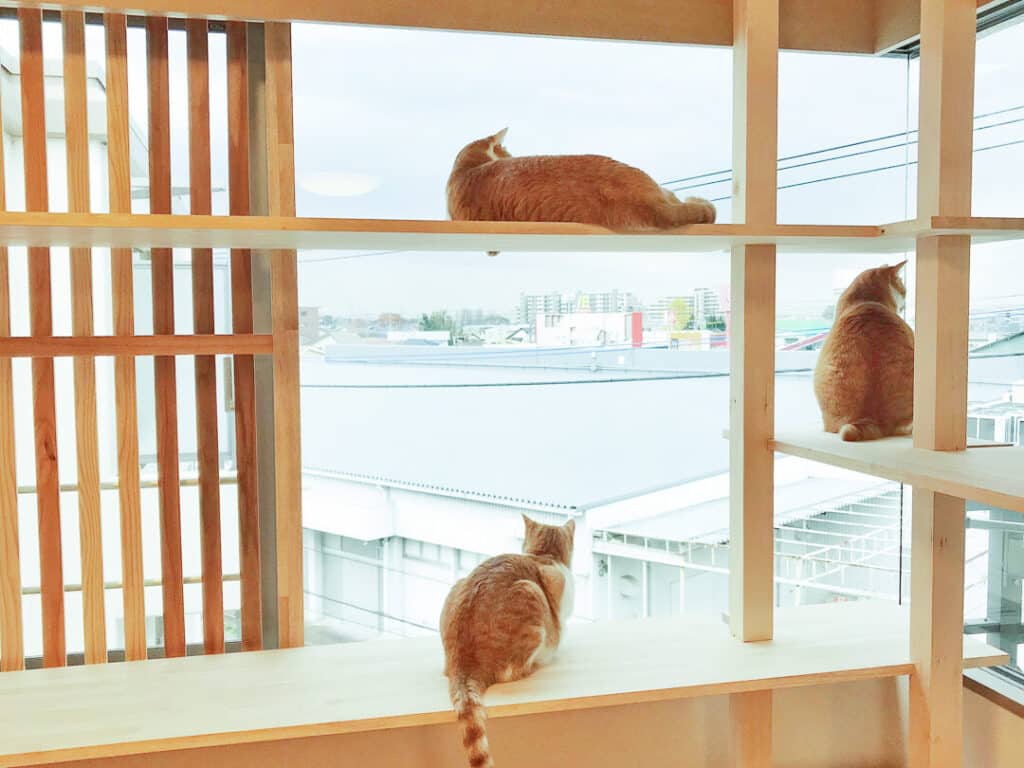 猫と住める賃貸物件の探し方!ペット可物件サイトも紹介 1 e78cabe381a8e4bd8fe38281e3828be8b383e8b2b8e789a9e4bbb6e381aee68ea2e38197e696b9efbc81e3839ae38383e38388e58fafe789a9e4bbb6e382b5e382a4