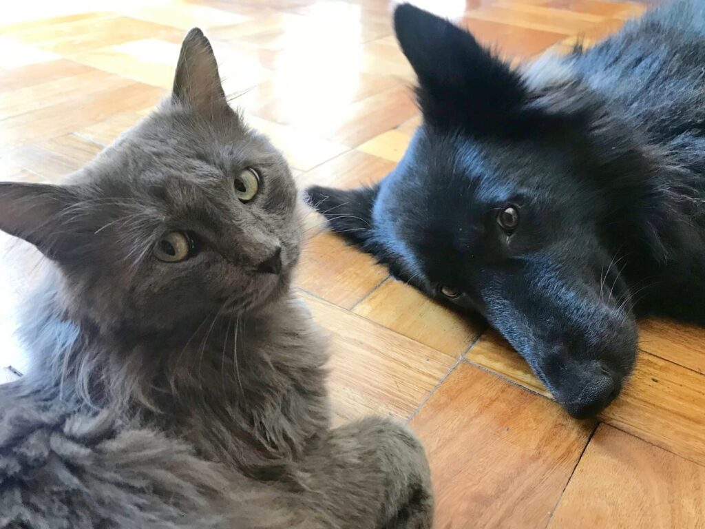 猫と犬どっちが飼いやすい?性格や飼育方法を比較 5 e78cabe381a8e78aace381a9e381a3e381a1e3818ce9a3bce38184e38284e38199e38184efbc9fe680a7e6a0bce38284e9a3bce882b2e696b9e6b395e38292e6af94