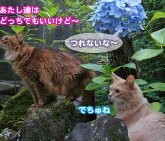 猫と紫陽花!危険性と安全な楽しみ方、写真スポット紹介 1 e78cabe381a8e7b4abe999bde88ab1efbc81e58db1e999bae680a7e381a8e5ae89e585a8e381aae6a5bde38197e381bfe696b9e38081e58699e79c9fe382b9e3839d