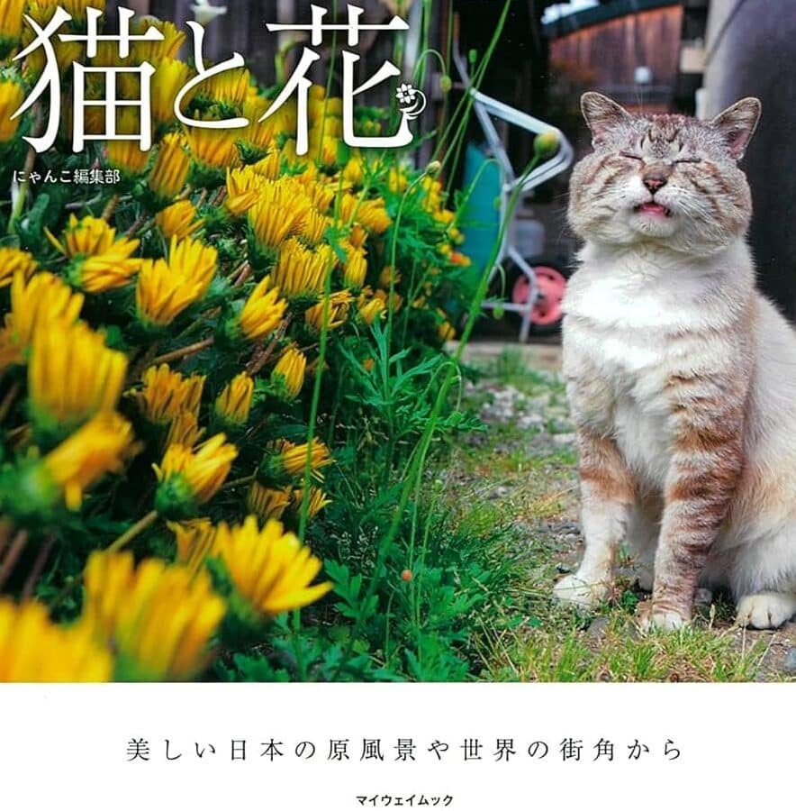 猫と花!美しい写真集と花言葉、猫に危険な花 1 e78cabe381a8e88ab1efbc81e7be8ee38197e38184e58699e79c9fe99b86e381a8e88ab1e8a880e89189e38081e78cabe381abe58db1e999bae381aae88ab1