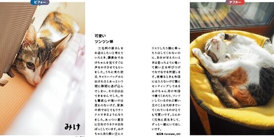 猫と過ごす穏やかな一日…癒やしの写真とエッセイ 1 e78cabe381a8e9818ee38194e38199e7a98fe38284e3818be381aae4b880e697a5e79992e38284e38197e381aee58699e79c9fe381a8e382a8e38383e382bb
