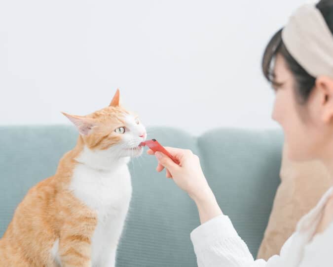 猫になつく方法:信頼関係を築くためのコツ 1 e78cabe381abe381aae381a4e3818fe696b9e6b395efbc9ae4bfa1e9a0bce996a2e4bf82e38292e7af89e3818fe3819fe38281e381aee382b3e38384