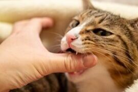 猫にひっかかれたら:正しい処置と傷跡を残さない方法 5 e78cabe381abe381b2e381a3e3818be3818be3828ce3819fe38289efbc9ae6ada3e38197e38184e587a6e7bdaee381a8e582b7e8b7a1e38292e6ae8be38195e381aa