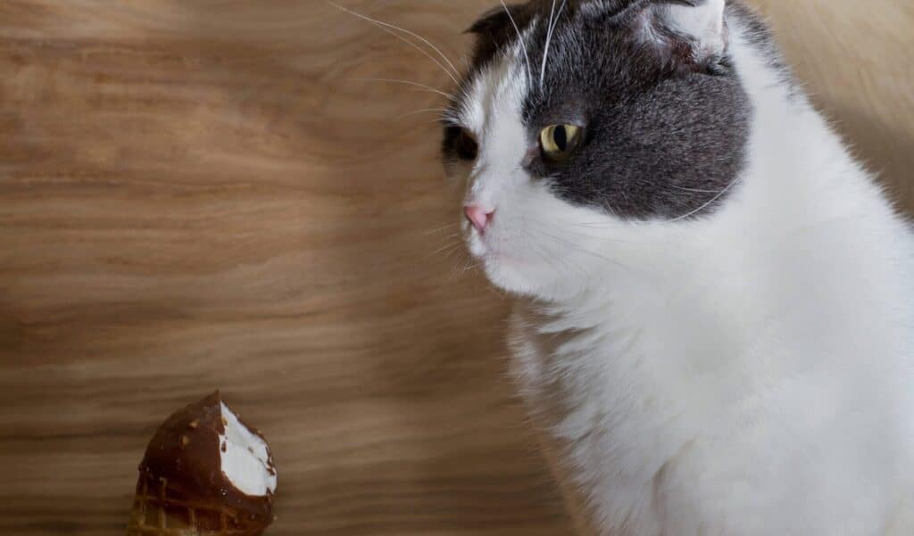 猫にチョコはNG!中毒症状と対処法 5 e78cabe381abe38381e383a7e382b3e381afngefbc81e4b8ade6af92e79787e78ab6e381a8e5afbee587a6e6b395
