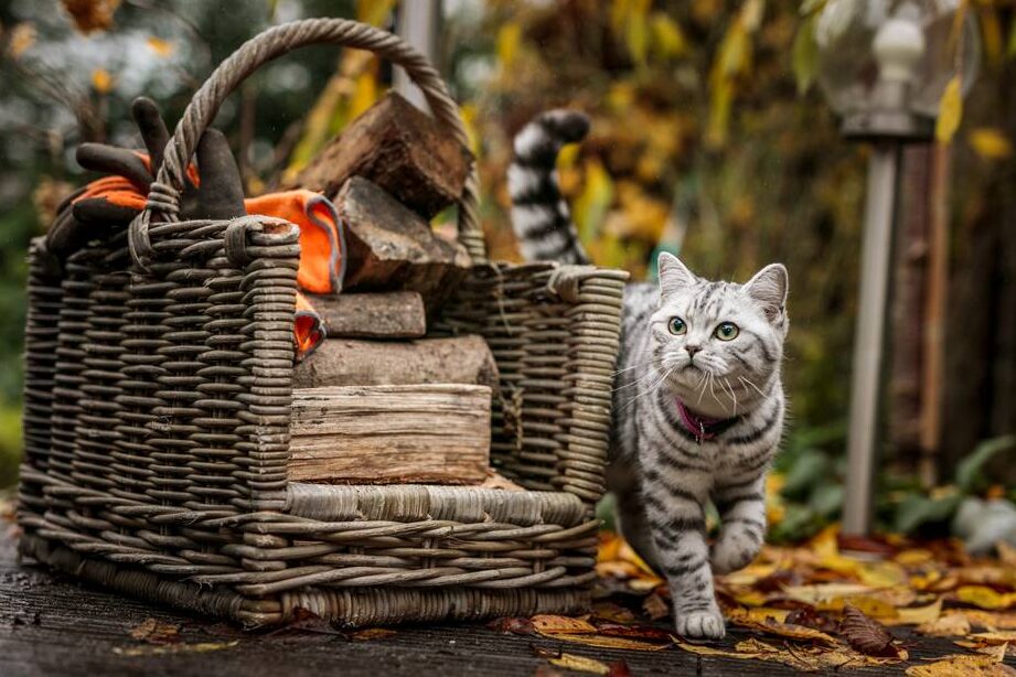 猫にノミがいるか調べる方法:ノミの発見と駆除 5 e78cabe381abe3838ee3839fe3818ce38184e3828be3818be8aabfe381b9e3828be696b9e6b395efbc9ae3838ee3839fe381aee799bae8a68be381a8e9a786e999a4