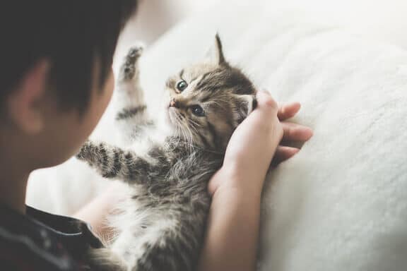 猫にレバーは与えても大丈夫?注意点と適切な量を解説 5 e78cabe381abe383ace38390e383bce381afe4b88ee38188e381a6e38282e5a4a7e4b888e5a4abefbc9fe6b3a8e6848fe782b9e381a8e981a9e58887e381aae9878f