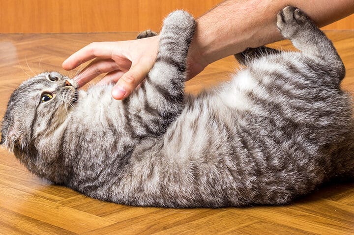 猫に噛まれたら病院は何科?受診の目安と治療法 5 e78cabe381abe5999be381bee3828ce3819fe38289e79785e999a2e381afe4bd95e7a791efbc9fe58f97e8a8bae381aee79baee5ae89e381a8e6b2bbe79982e6b395