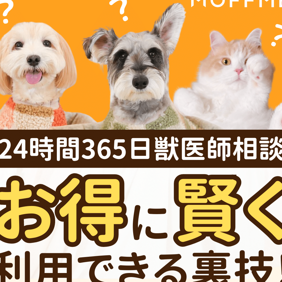 猫に噛まれた:対処法と予防策を紹介 5 e78cabe381abe5999be381bee3828ce3819fefbc9ae5afbee587a6e6b395e381a8e4ba88e998b2e7ad96e38292e7b4b9e4bb8b