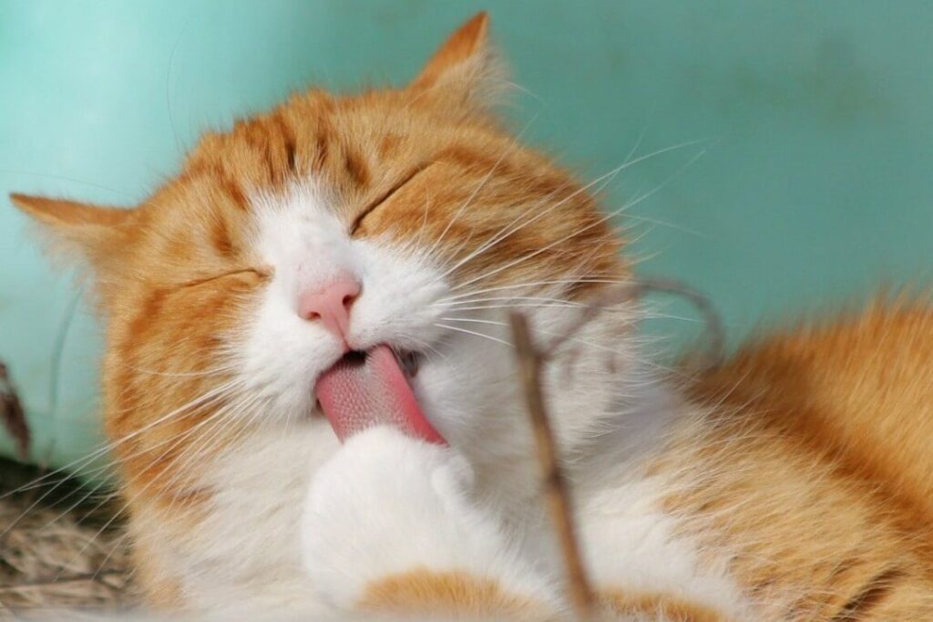 猫に塩は危険?猫にとって有害な食べ物と注意点 5 e78cabe381abe5a1a9e381afe58db1e999baefbc9fe78cabe381abe381a8e381a3e381a6e69c89e5aeb3e381aae9a39fe381b9e789a9e381a8e6b3a8e6848fe782b9