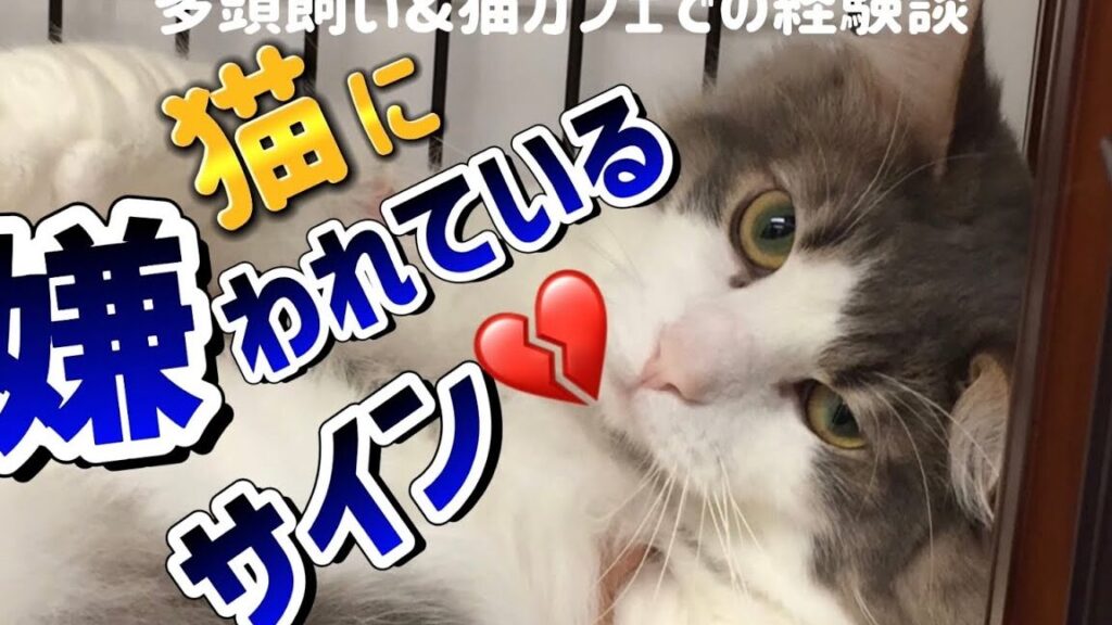 猫に嫌われたサインを見逃さない!猫の気持ちを読み取ろう 5 e78cabe381abe5ab8ce3828fe3828ce3819fe382b5e382a4e383b3e38292e8a68be98083e38195e381aae38184efbc81e78cabe381aee6b097e68c81e381a1e38292