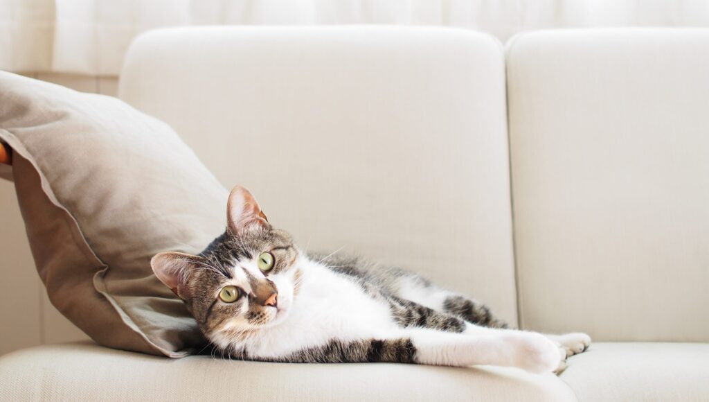 猫に強いソファー:素材と選び方のポイントを紹介 1 e78cabe381abe5bcb7e38184e382bde38395e382a1e383bcefbc9ae7b4a0e69d90e381a8e981b8e381b3e696b9e381aee3839de382a4e383b3e38388e38292e7b4b9