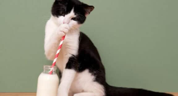 猫に牛乳:与えてはいけない理由とは? 5 e78cabe381abe7899be4b9b3efbc9ae4b88ee38188e381a6e381afe38184e38191e381aae38184e79086e794b1e381a8e381afefbc9f