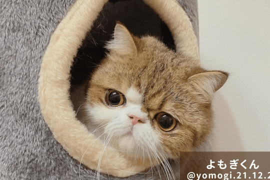 猫に白いできものが!考えられる原因と対処法 5 e78cabe381abe799bde38184e381a7e3818de38282e381aee3818cefbc81e88083e38188e38289e3828ce3828be58e9fe59ba0e381a8e5afbee587a6e6b395