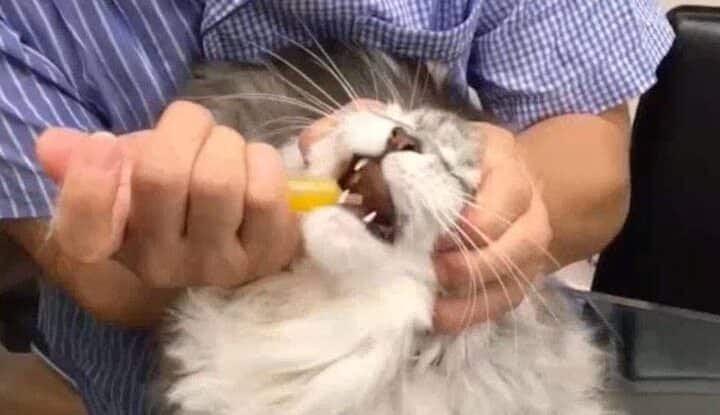 猫に苦い薬を飲ませる方法!コツと注意点 5 e78cabe381abe88ba6e38184e896ace38292e9a3b2e381bee3819be3828be696b9e6b395efbc81e382b3e38384e381a8e6b3a8e6848fe782b9