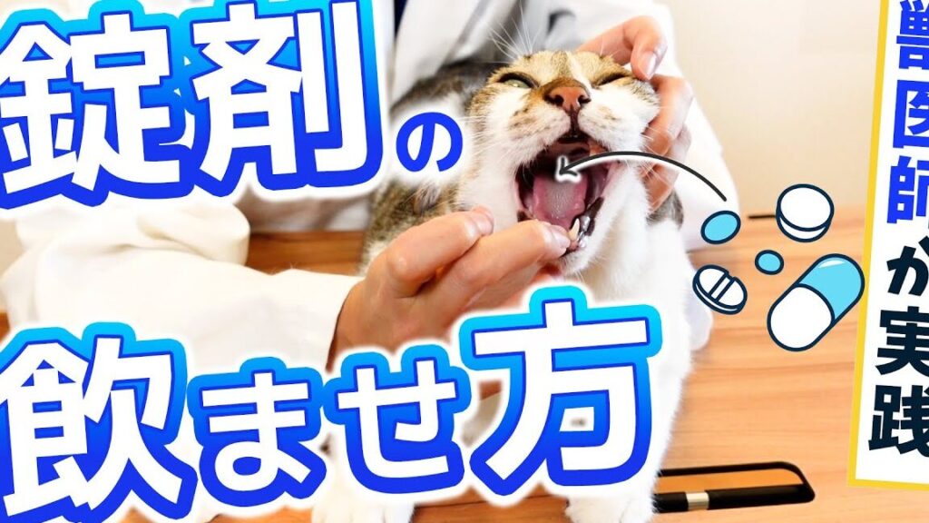 猫に薬を飲ませる方法!効果的なテクニックと注意点 3 e78cabe381abe896ace38292e9a3b2e381bee3819be3828be696b9e6b395efbc81e58ab9e69e9ce79a84e381aae38386e382afe3838be38383e382afe381a8e6b3a8
