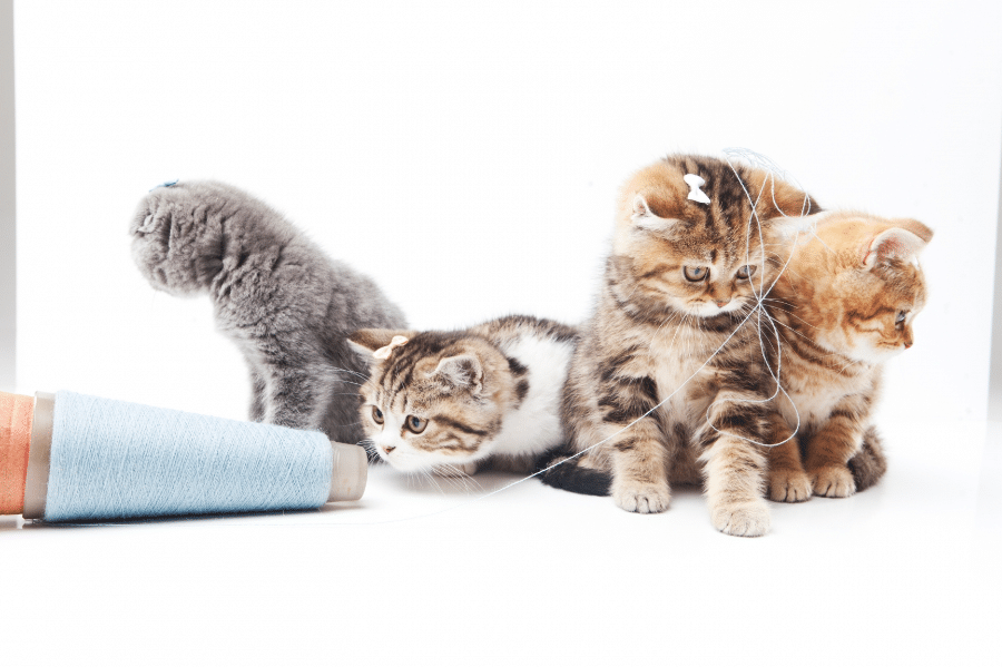 猫に関わる仕事10選!動物病院から猫カフェまで 1 e78cabe381abe996a2e3828fe3828be4bb95e4ba8b10e981b8efbc81e58b95e789a9e79785e999a2e3818be38289e78cabe382abe38395e382a7e381bee381a7