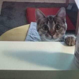 猫の「にゃおーん」!鳴き声の意味と気持ちを読み解く 1 e78cabe381aee3808ce381abe38283e3818ae383bce38293e3808defbc81e9b3b4e3818de5a3b0e381aee6848fe591b3e381a8e6b097e68c81e381a1e38292e8aaad
