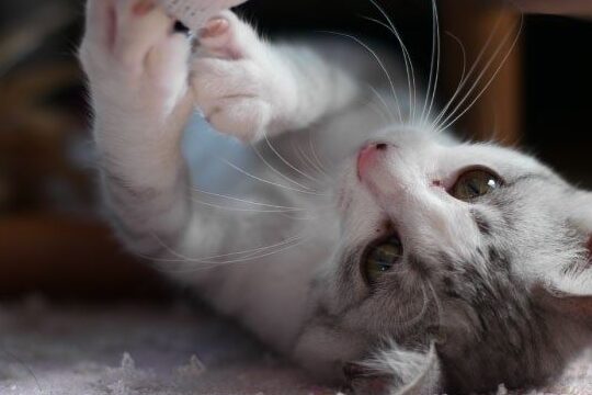 猫の「ゴロゴロ」音の秘密: 癒し効果の真相とは? 8 e78cabe381aee3808ce382b4e383ade382b4e383ade3808de99fb3e381aee7a798e5af86 e79992e38197e58ab9e69e9ce381aee79c9fe79bb8e381a8e381afefbc9f